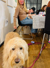 Dog on a leash in a room with people sitting at a table.