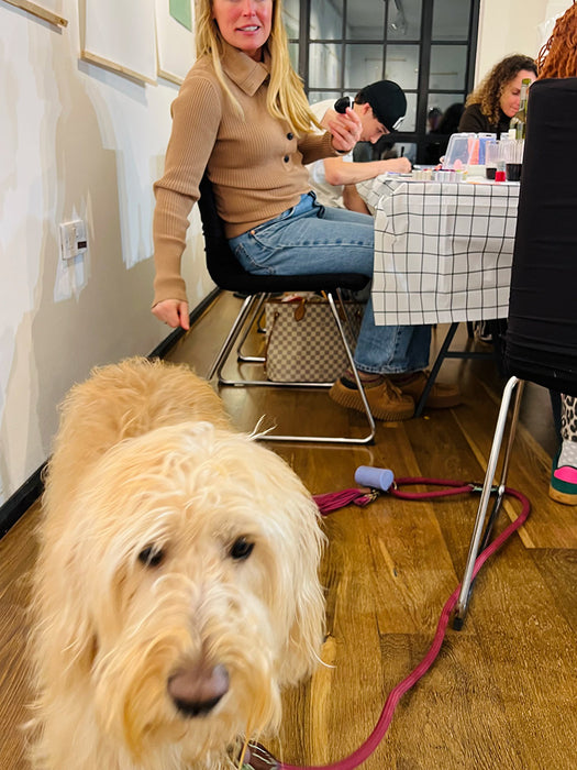 Dog on a leash in a room with people sitting at a table.